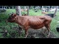 nainaragaram cow market idaikal saturday market tenkasi district