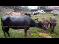 nainaragaram cow market idaikal saturday market tenkasi district