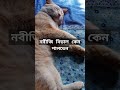 নবীজি বিড়াল কেন ঘরে পালতেন shortsvideo chanel viralshorts islamic নবীজি_বিড়াল_ঘরে_কেন_পালতেন