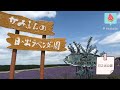 北海道自駕花遊記～富良野三大薰衣草花田