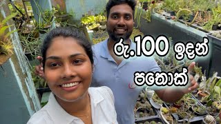 අඩුවටම පතොක් ගන්න පතොක් වත්තකටම ගියා 🤭🙈 | Cactus Farming Sri lanka♥️