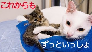 ウチューネコ義兄弟、血よりも濃い絆を見せつける The spacecat brothers' ties