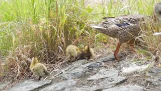 2016.6.5【千波公園(水戸市)】マガモの親子