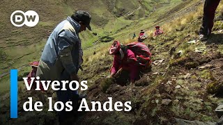 Árboles para salvar los glaciares tropicales