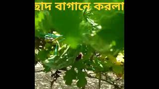 #ভাইরাল_ভিডিও #ছাদ বাগানে করলা #কৃষিআইডিয়া #garden #গছ #gardenplants #agriculture