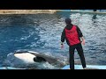 名古屋港水族館 シャチの公開トレーニング完全版 2017 05 06【11 00の回】