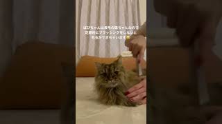 【ねこ動画】自慢のタテガミにブラッシングをしました🐈#ミヌエット #かわいい猫 #猫のいる生活 #cat