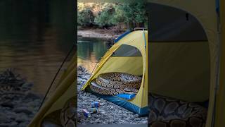 Giant Python Inside the Tent! Camper's Life in Danger! #Python #GiantSnake #Camping  #Survival #ai