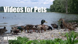 10 Hours of Ducks, Geese and Water Birds - Videos for Pets and People - Cat TV - July 10, 2024