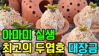 아마미 실생 최고의 두엽호 대장금 (풍란부귀란) [꽃밭에서 난원]