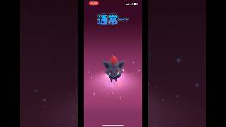 合計80回 ゾロア色違いチャレンジ⑤ 最後の20回 #shorts #pokemongo #ポケモン #ポケモンgo #ポケgo #ゾロア #ハロウィン2024