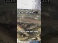 ग्रास कार्प मछली जीरा उपलब्ध है। grass carp fish seed available. bihar fishing nalanda viral