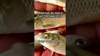 ग्रास कार्प मछली जीरा उपलब्ध है। Grass Carp fish seed Available. #bihar #fishing #nalanda #viral