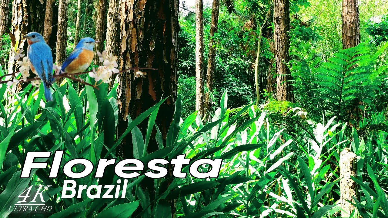 рџћ 4k Uhd Vгќdeo Caminhando Sobre A Floresta Ao Som De Pгўssaros E Som De