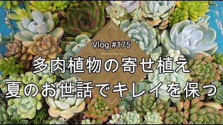 【Vlog175】多肉植物の寄せ植えたち💚梅雨のダメージや枯れ葉のお掃除💚夏のお世話で秋の準備をしよう【多肉寄せ植え】