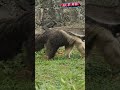 Why Anteaters Have The Coolest Tongues