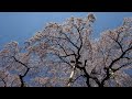 三春滝桜　2014年4月23日 午前11時 3