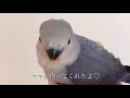 【ルームツアー】新ケージ準備＆レイアウト紹介 コザクラインコ飼育vlog