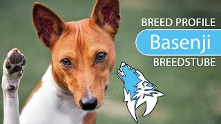 ► Basenji, Congo Dog Breed Profile [2022] Temperament \u0026 Training