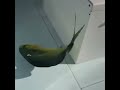 世界一美しいと言われている海洋魚！