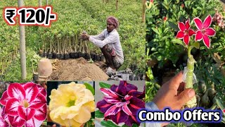 Grafted Adenium Plants | Online Sale | Adenium Combo | Low Price Desert Rose | Plant Nursery Kolkata