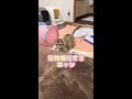 【面白い猫😻りきちゃん💖】猫好き必見💖💖お兄ちゃん猫🐈🐱そらちゃん獲物に夢中💖💖　 猫動画 面白い猫りきちゃんショート　 ねこ ねこのいる生活