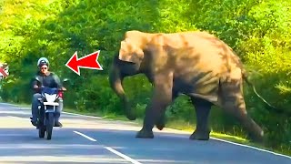 A Mother Elephant Attacked People, When They Followed Her, They Saw Something Incredible