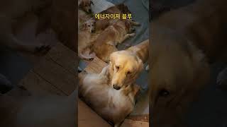 골든리트리버만 6마리 키우는이유 몰래 지켜보는 재미가있다 #짱아네가족 #goldenretriever