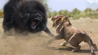 15 Times Land Animals Messed With The Wrong Opponent