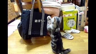 息子と危険な遊びがしたい猫  　　　Cat wants to play with my son.