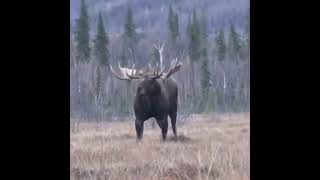 unique video of Black Moose| Sweden moose | Beautiful wild animal | save moose # youtubeshorts