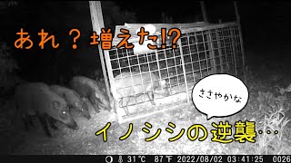 令和4年　有害鳥獣捕獲　1号箱罠【最後にまさかの逆襲】イノシシ箱罠  boartrap