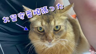 お留守番してた猫のお出迎え【ソマリ】