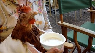 Eva the Rescue Chicken: The Power of Probiotics