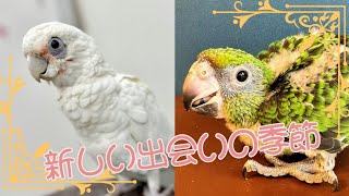 【鳥のいるカフェ🕊千駄木店】🌷新しい雛達との出会い🌷