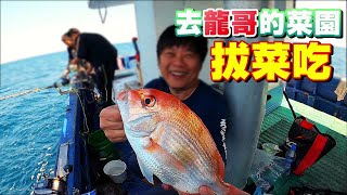 【海釣船釣魚】魚吃流水、人吃嘴水，趕流水快來龍哥的私人菜園拔菜，釣到什麼中午就吃什麼