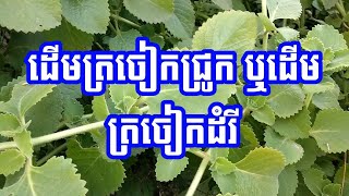 ស្លឹកត្រចៀកជ្រូក ឬស្លឹកត្រចៀកដំរី - Plectranthus Amboinicus