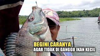 Cara Memancing nila\