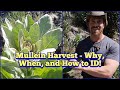 Mullein Leaves - Why Harvest Mullein, When to Harvest Mullein, and How to ID Mullein