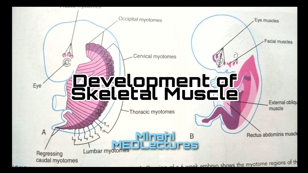 Development Of Muscular System Embryology Part 1 | Skeletal Muscle ...