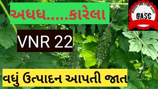 કારેલા ની VNR 22 જાત #કારેલી ની ખેતી