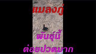 แมลงภู่ พันธุ์นี้ต่อยปวดจริงๆ Insect