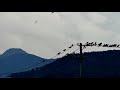 preroost gathering of mixed species crows カラスの混群が田園地帯の電線に就塒前集合♪（野鳥）