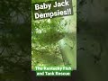 Baby Jack Dempsey