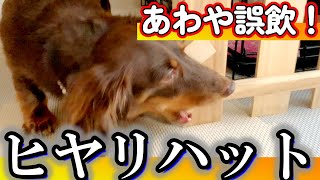 【ヒヤリハット】あわや誤飲！本当に焦った。【カニンヘンダックスフンド】