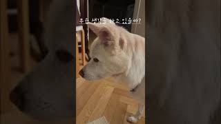 (반려견제이의 노견일기)무슨생각을 하는걸까?..애타게 부르는 그이름..제이야~~~~~#dog #반려견