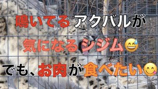 【円山動物園】鳴いてるアクバルが気になるシジム😅でも、お肉が食べたい😋Snow Leopards