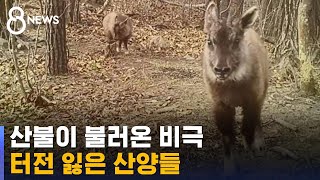 울진 삼척 산불이 불러온 비극…산양들 경쟁에 내몰린다 / SBS 8뉴스