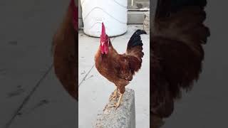 Adorable Rooster Ready to Jump 🐓 😀