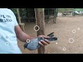 how to find male and female pigeon in tamil ஆண் பெண் புறா கண்டுபிடிக்கும் வழி